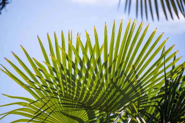 Mavi gökyüzünde palmiye yaprakları.