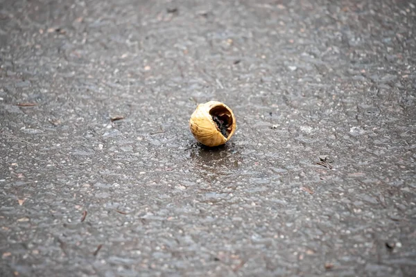 A nut shell is laying on the ground. The shell is cracked and has a hole in it. The image has a mood of sadness and loss