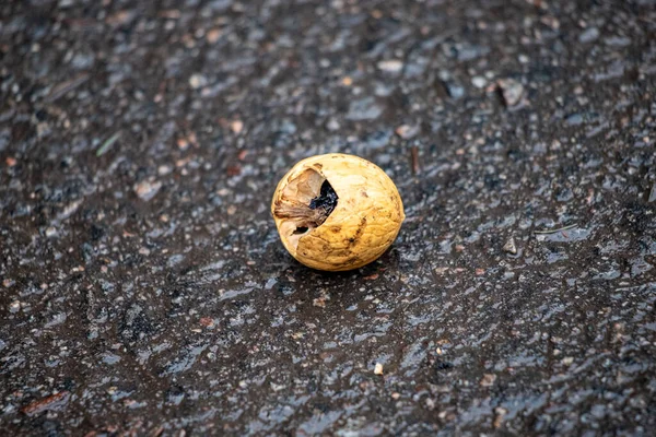 A cracked nut is laying on the ground. The cracked shell is surrounded by a puddle of water