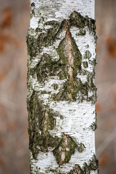 A tree trunk covered in moss and bark. The bark is white and the moss is green. The trunk is tall and straight