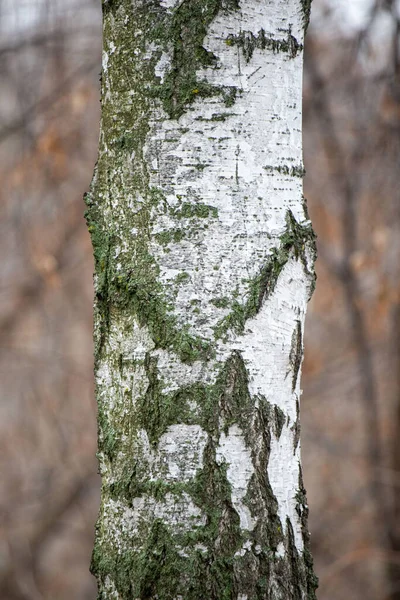 A tree trunk covered in moss and lichen. The trunk is white and has a few brown spots