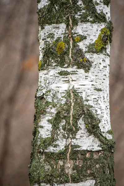 A tree with moss growing on it. The moss is green and white. The tree is tall and has a lot of moss on it