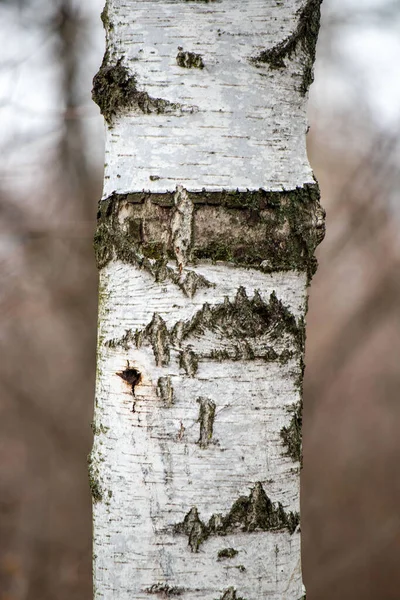 A tree trunk with a hole in it. The trunk is covered in moss and has a few small holes