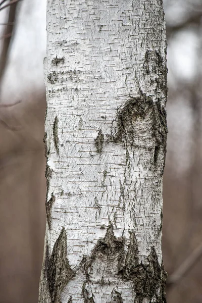A tree trunk with a lot of bark showing. The bark is white and has a few brown spots
