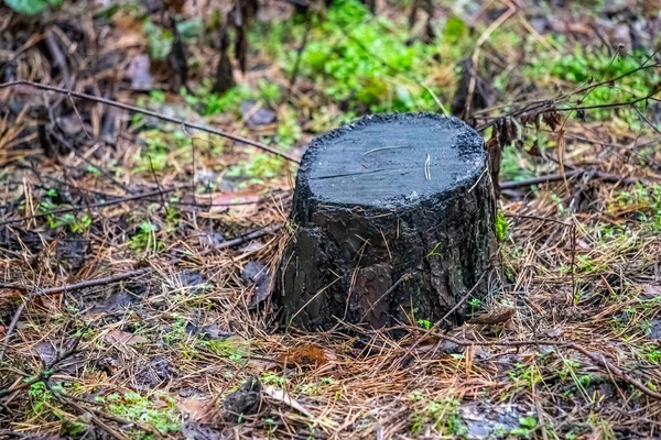 A large tree stump sits in a field of grass and leaves. The stump is surrounded by a few branches and leaves, and it is wet. Concept of solitude and quietness