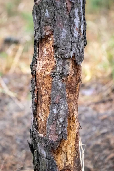 A tree trunk with a large hole in it. The bark is brown and the tree is bare