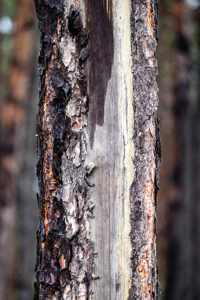 A tree trunk with a brown and white stripe. The brown and white stripes are the bark of the tree
