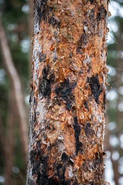 A tree trunk with a lot of bark and some black spots. The bark is peeling off and the tree looks old