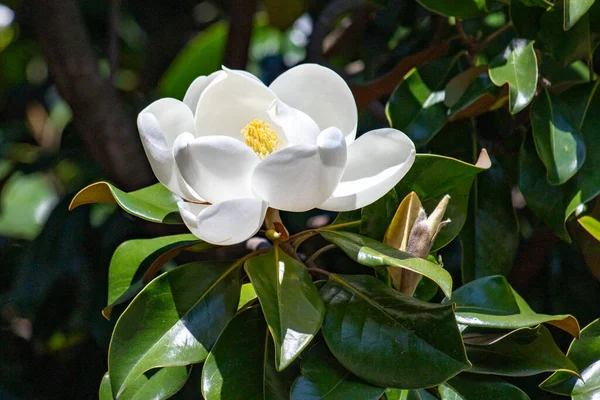 Bright blooming fruit trees in spring nature.