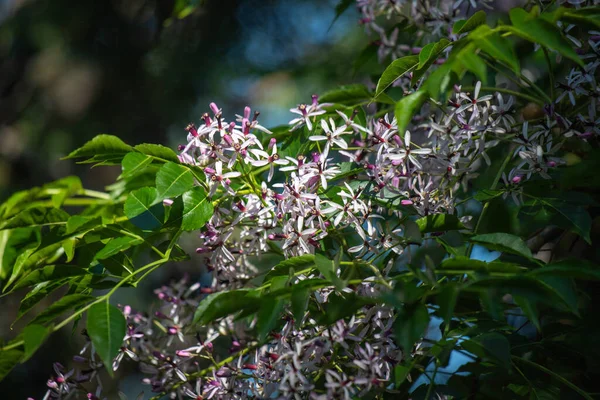 Wisteria blooms in spring in nature.