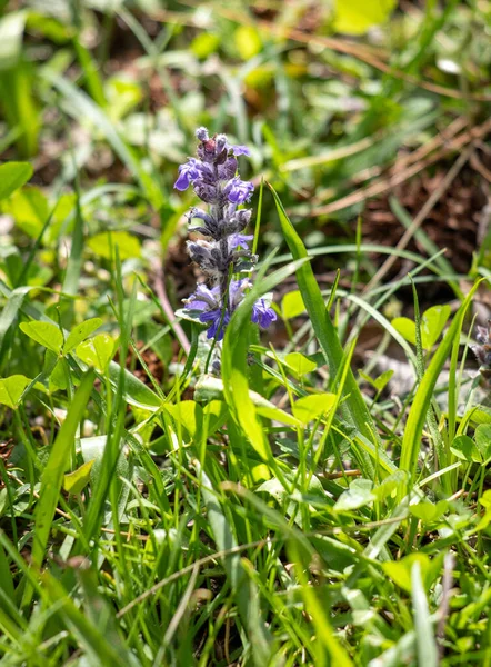 Wisteria blooms in spring in nature.