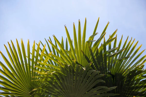 Yeşil palmiye yaprakları gökyüzüne karşı.