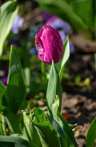 Tulips in the garden in nature in spring.
