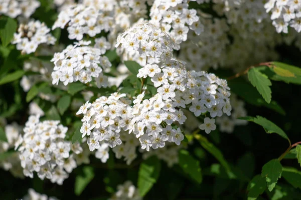 White flowers of fruit plants in nature in spring.