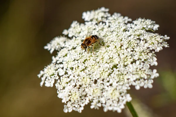 Natural location of Daucus carota in nature.