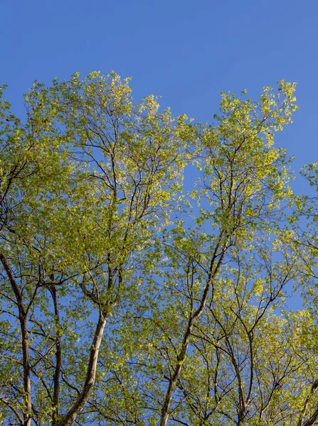 Green tree leaves on a blurred nature background.