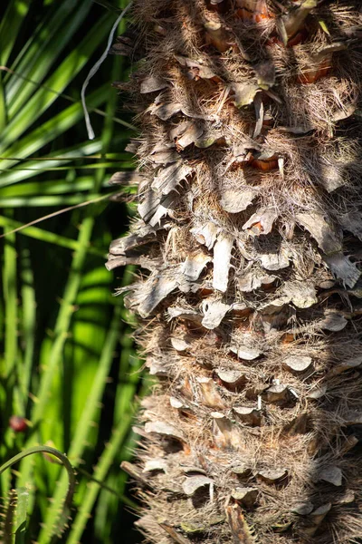 Yeşil palmiye yaprakları mavi gökyüzü.