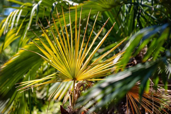 Mavi gökyüzünde palmiye yaprakları.