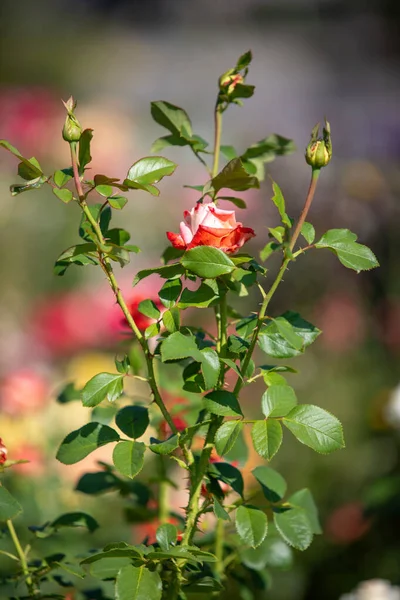 Rose flowers growing in nature close-up.