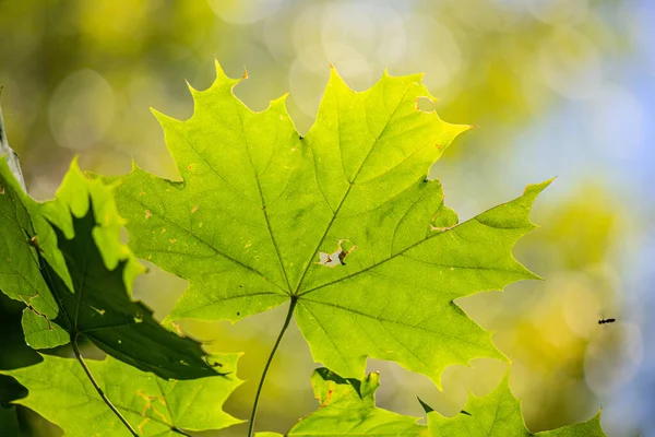 Üzerinde küçük bir delik olan yeşil yapraklı bir yaprak. Yaprak diğer yaprak ve dallarla çevrilidir.