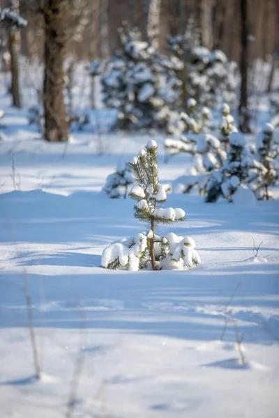 green pine trees covered with white snow, close-up landscape