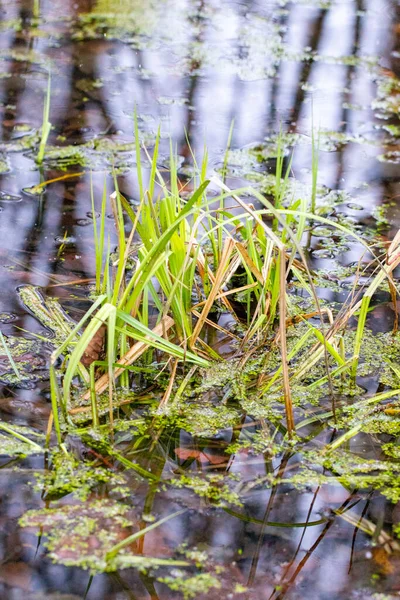 Suda bir demet ot yüzüyor. Su bulanık ve çimenler kahverengi.