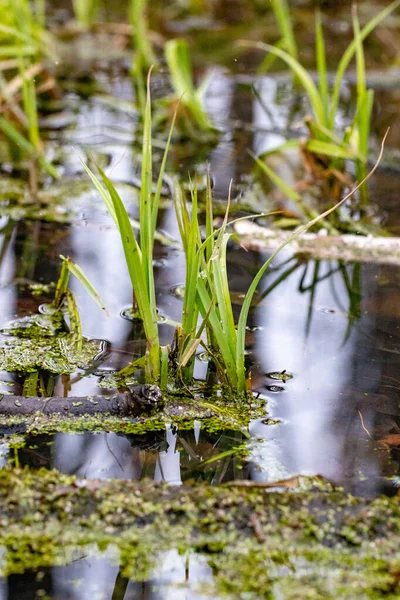 A pond with green plants floating on the surface. The water is murky and the plants are growing in the water