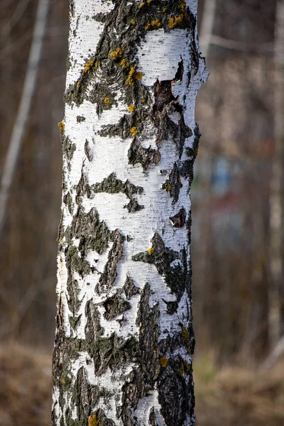 A tree trunk with moss growing on it. The trunk is white and has a few brown spots