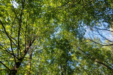 Ağaçların gökyüzüne ulaştığı yemyeşil bir orman. Yapraklar yeşil ve gökyüzü mavi. Huzurlu ve huzurlu bir atmosfer yaratıyor.