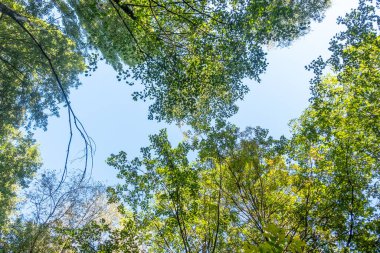 Gökyüzü mavi ve ağaçlar yeşil. Ağaçlar uzun ve yapraklı. Gökyüzü açık ve parlak