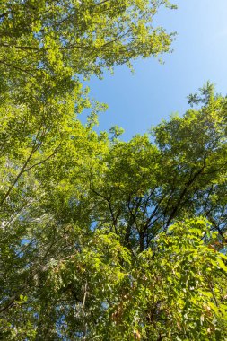 Önde yeşil yapraklı bir ağaç ve arkada mavi bir gökyüzü var. Gökyüzü açık ve güneş parlıyor.