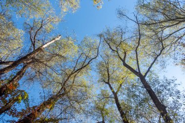 Gökyüzü mavi ve ağaçlar çıplak. Ağaçlar uzun ve gökyüzü berrak
