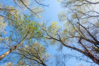 Gökyüzü mavi ve ağaçlar yeşil. Ağaçlar uzun ve gökyüzü berrak