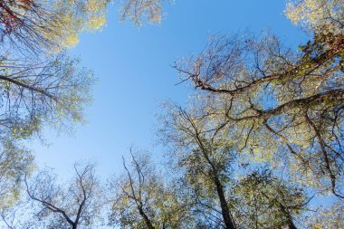 Gökyüzü mavi ve ağaçlar çıplak. Ağaçlar uzun ve gökyüzü berrak
