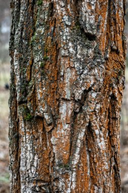 Bir sürü yosun ve kahverengi benekli bir ağaç gövdesi. Ağaç kabuğu sert ve ağaç eski görünüyor.