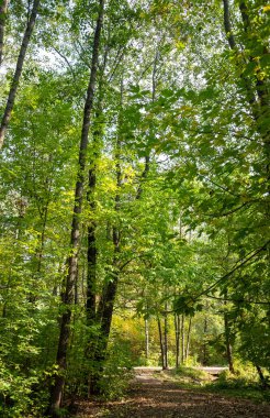 Arka planda ağaçlar ve önünde bir patika olan bir orman. Ağaçlar yeşil, yapraklar sarı.