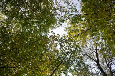 Ağaçları ve yaprakları olan bir orman. Yapraklar yeşil ve sarı ve gökyüzü açık. Ağaçlar ve yapraklar sükunet ve sükunet hissi yaratırken manzara huzurlu ve huzurlu.