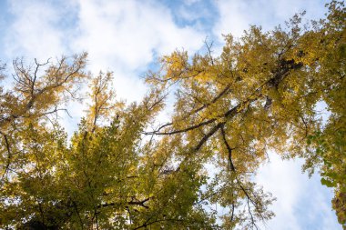 Gökyüzü mavi ve ağaçlar yapraklarla dolu. Yapraklar sarı ve dallar uzun.