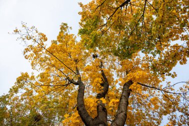 Resmin odak noktası sarı yapraklı bir ağaç. Ağaç uzundur ve dalları dışa doğru uzanan geniş bir gövdesi vardır. Yapraklar canlı ve renkli, bir sıcaklık hissi yaratıyor.