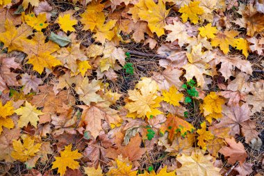 Yerde sarı bir yaprak yığını var. Yapraklar dağılmış ve bazıları diğerlerinden daha büyüktür. Sonbahar kavramı ve doğanın güzelliği