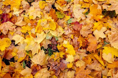 Yerde bir yığın sarı yaprak var. Yapraklar dağılmış ve bazıları ıslanmış. Görüntü huzurlu ve rahatlatıcı bir ruh haline sahip.