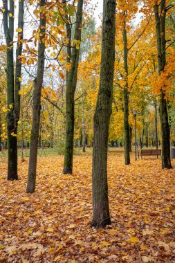 Bankı olan bir park ve yerde yaprakları olan ağaçlar. Yapraklar turuncu ve sarı.