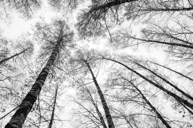 Görüntü, gökyüzüne uzanan uzun ağaçlı bir ormanın siyah beyaz fotoğrafı. Ağaçlar çıplak ve gökyüzü parlak beyaz bir renk. Fotoğraf ormanın güzelliğini huzur içinde yansıtıyor.