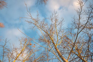Gökyüzü mavi ve ağaçlar çıplak. Ağaçlar uzun ve gökyüzü berrak