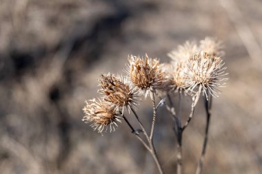 Kahverengi saplı kurumuş çiçekler. Görüntüde hüzünlü ve melankolik bir hava var.