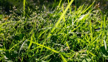 Green leaves against the blue sky under the sun. Summer forest landscape.