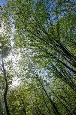 Green leaves against the blue sky under the sun. Summer forest landscape.