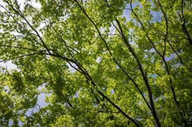 Green leaves against the blue sky under the sun. Summer forest landscape.