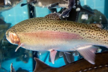 Gökkuşağı alabalığı diğer balıklarla birlikte bir akvaryumda yüzüyor. Balıklar suda yüzüyor ve akvaryum mavi.