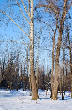bushes and tree branches covered with snow, winter landscape close-up